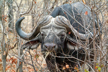 Hunting_Safaris_Adrenalin_Hunting_Safaris_Buffalo